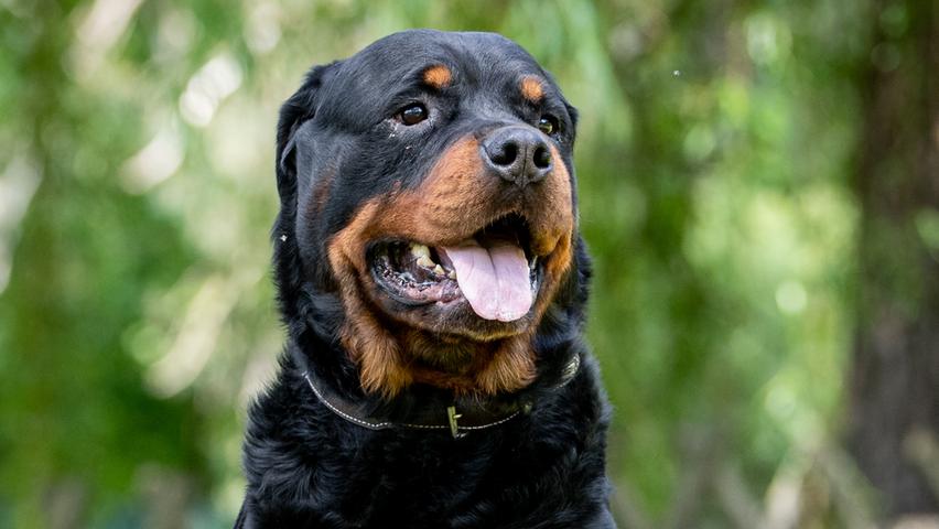 Rottweiler Banjo, ein fünfjähriger Rüde, ist ein wunderschöner Vertreter seiner Rasse, er gehört jedoch zu der schwierigen Sorte, so das Tierheim. Banjo ist wachsam, zu Hause ruhig und kann bis zu zwei Stunden alleine bleiben. „Wenn er Vertrauen in der Familie gefasst hat, ist er ein sehr netter Hund, Fremden gegenüber äußerst wachsam.“ Hier sind Rottweiler-Kenner oder Menschen, die Erfahrung mit schwierigeren Hunden haben, gesucht.
Mehr Informationen gibt es beim Tierheim Nürnberg, Stadenstraße 90, 90491 Nürnberg, Telefon (0911) 919890.
Rottweiler Banjo, ein fünfjähriger Rüde, ist ein wunderschöner Vertreter seiner Rasse, er gehört jedoch zu der schwierigen Sorte, so das Tierheim. Banjo ist wachsam, zu Hause ruhig und kann bis zu zwei Stunden alleine bleiben. „Wenn er Vertrauen in der Familie gefasst hat, ist er ein sehr netter Hund, Fremden gegenüber äußerst wachsam.“ Hier sind Rottweiler-Kenner oder Menschen, die Erfahrung mit schwierigeren Hunden haben, gesucht.
Mehr Informationen gibt es beim Tierheim Nürnberg, Stadenstraße 90, 90491 Nürnberg, Telefon (0911) 919890.