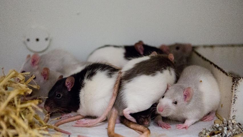 Gleich 17 Ratten verschiedenen Alters, Geschlechts und mit unterschiedlichen Farben befinden sich im Tierheim. Die intelligenten Tiere sollen in der Gruppe gehalten werden, deshalb werden sie nur zu bereits vorhandenen Tieren oder paarweise vermittelt. Auch hier beruft sich das Tierheim auf die Tierärztliche Vereinigung für Tierschutz: Die Käfiggröße sollte für bis zu drei Ratten mindestens 100 mal 50 Zentimeter Grundfläche mit einer Höhe von 100 Zentimetern mit mehreren Etagen betragen. Diese müssen solide sein. Erhöhte Ebenen, die aus Gittermaterialien bestehen, sind ungeeignet. Zur Mindestausstattung gehören Tränke, schwerer Futternapf, mehrere Schlafhäuschen, Kletteräste, Leitern, Seile, Hängematten und Liegebretter in verschiedenen Ebenen. Außerdem werden Holz- und Pappröhren als Versteck empfohlen. Handelsübliche Laufräder sind allesamt zu klein und ungeeignet. Zur Ausstattung des Nests bietet sich unbedruckter und unparfümierter Zellstoff und für den Käfig Kleintierstreu, Heu oder Stroh an. Zur Bereicherung des Alltags gibt man den Tieren mindestens wöchentlich frisches Nagematerial. Albinoratten müssen mit ihren lichtempfindlichen Augen in einem dunkleren Raum untergebracht werden.
Mehr Informationen gibt es beim Tierheim Nürnberg, Stadenstraße 90, 90491 Nürnberg, Telefon (0911) 919890.
Gleich 17 Ratten verschiedenen Alters, Geschlechts und mit unterschiedlichen Farben befinden sich im Tierheim. Die intelligenten Tiere sollen in der Gruppe gehalten werden, deshalb werden sie nur zu bereits vorhandenen Tieren oder paarweise vermittelt. Auch hier beruft sich das Tierheim auf die Tierärztliche Vereinigung für Tierschutz: Die Käfiggröße sollte für bis zu drei Ratten mindestens 100 mal 50 Zentimeter Grundfläche mit einer Höhe von 100 Zentimetern mit mehreren Etagen betragen. Diese müssen solide sein. Erhöhte Ebenen, die aus Gittermaterialien bestehen, sind ungeeignet. Zur Mindestausstattung gehören Tränke, schwerer Futternapf, mehrere Schlafhäuschen, Kletteräste, Leitern, Seile, Hängematten und Liegebretter in verschiedenen Ebenen. Außerdem werden Holz- und Pappröhren als Versteck empfohlen. Handelsübliche Laufräder sind allesamt zu klein und ungeeignet. Zur Ausstattung des Nests bietet sich unbedruckter und unparfümierter Zellstoff und für den Käfig Kleintierstreu, Heu oder Stroh an. Zur Bereicherung des Alltags gibt man den Tieren mindestens wöchentlich frisches Nagematerial. Albinoratten müssen mit ihren lichtempfindlichen Augen in einem dunkleren Raum untergebracht werden.
Mehr Informationen gibt es beim Tierheim Nürnberg, Stadenstraße 90, 90491 Nürnberg, Telefon (0911) 919890.