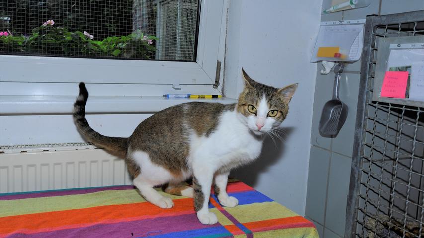 Auch der getigert-weiße Kater „Frodo“ ist auf der Suche nach einem neuen Wirkungskreis. „Frodo“ ist etwa eineinhalb Jahre alt und er kam als Fundtier ins Tierheim Neumarkt. Nachdem er die vorgeschriebene Wartezeit im Tierheim nun abgesessen hat, hätte „Frodo“ gerne wieder ein eigenes Zuhause. Dieses Zuhause sollte ländlich und verkehrsarm liegen, denn der selbstbewusste Kater stammt aus ländlicher Gegend. Er braucht eine Familie, der er sich anschließen kann, die ihm andererseits aber auch nach entsprechender Eingewöhnungszeit genügend Freiraum lässt, damit er Streifzüge durch sein Revier unternehmen kann. Für kleinere Kinder ist „Frodo“ nicht geeignet, denn er macht schon deutlich, wenn er etwas nicht möchte. Um die Ausbreitung der Pandemie nicht zu fördern und um unsere Mitarbeiter und Besucher zu schützen, wurde das Tierheim Neumarkt komplett für Besucher, Gassigeher und Katzenstreichler geschlossen. Um den Tieren jedoch nicht die Chance auf ein neues Zuhause zu verbauen, finden Tiervermittlung und Beratung dennoch telefonisch beziehungsweise nach vorheriger Terminvereinbarung zwischen 14.30 und 17 Uhr unter Telefon (0 91 81) 2 28 62 statt. In Notfällen und im Falle von Fundtieren ist das Tierheim ebenfalls unter dieser Telefonnummer erreichbar. Hier geht es zur Internet-Seite des Tierheims
Auch der getigert-weiße Kater „Frodo“ ist auf der Suche nach einem neuen Wirkungskreis. „Frodo“ ist etwa eineinhalb Jahre alt und er kam als Fundtier ins Tierheim Neumarkt. Nachdem er die vorgeschriebene Wartezeit im Tierheim nun abgesessen hat, hätte „Frodo“ gerne wieder ein eigenes Zuhause. Dieses Zuhause sollte ländlich und verkehrsarm liegen, denn der selbstbewusste Kater stammt aus ländlicher Gegend. Er braucht eine Familie, der er sich anschließen kann, die ihm andererseits aber auch nach entsprechender Eingewöhnungszeit genügend Freiraum lässt, damit er Streifzüge durch sein Revier unternehmen kann. Für kleinere Kinder ist „Frodo“ nicht geeignet, denn er macht schon deutlich, wenn er etwas nicht möchte. Um die Ausbreitung der Pandemie nicht zu fördern und um unsere Mitarbeiter und Besucher zu schützen, wurde das Tierheim Neumarkt komplett für Besucher, Gassigeher und Katzenstreichler geschlossen. Um den Tieren jedoch nicht die Chance auf ein neues Zuhause zu verbauen, finden Tiervermittlung und Beratung dennoch telefonisch beziehungsweise nach vorheriger Terminvereinbarung zwischen 14.30 und 17 Uhr unter Telefon (0 91 81) 2 28 62 statt. In Notfällen und im Falle von Fundtieren ist das Tierheim ebenfalls unter dieser Telefonnummer erreichbar. Hier geht es zur Internet-Seite des Tierheims