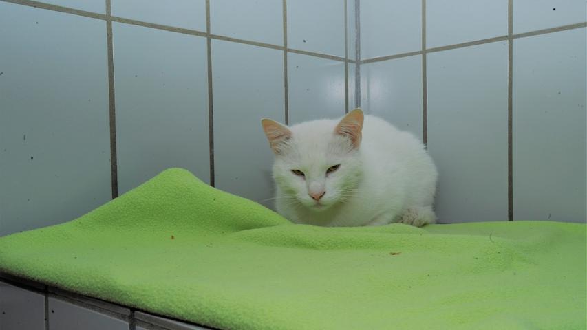 Der weiße Kater wurde am 4. Juli im Tierheim abgegeben. Er lief in Velburg in der Hollerstettener Straße zu und es hieß, dass er schon seit Wochen immer wieder kommen würde. Möglicherweise wohnt der hübsche Weiße dort in der Gegend, denn ungepflegt oder schmutzig wirkte er nicht. Leider hat er keine Kennzeichnung, also keinen Chip und keine Tätowierung. Somit kann er seinen Besitzern nicht zugeordnet werden und muss nun warten, bis er daheim vermisst wird und jemand auf den Gedanken kommt, er könnte im Tierheim Neumarkt sitzen. Um die Ausbreitung der Pandemie nicht zu fördern und um unsere Mitarbeiter und Besucher zu schützen, wurde das Tierheim Neumarkt komplett für Besucher, Gassigeher und Katzenstreichler geschlossen. Um den Tieren jedoch nicht die Chance auf ein neues Zuhause zu verbauen, finden Tiervermittlung und Beratung dennoch telefonisch beziehungsweise nach vorheriger Terminvereinbarung zwischen 14.30 und 17 Uhr unter Telefon (0 91 81) 2 28 62 statt. In Notfällen und im Falle von Fundtieren ist das Tierheim ebenfalls unter dieser Telefonnummer erreichbar. Hier geht es zur Internet-Seite des Tierheims
Der weiße Kater wurde am 4. Juli im Tierheim abgegeben. Er lief in Velburg in der Hollerstettener Straße zu und es hieß, dass er schon seit Wochen immer wieder kommen würde. Möglicherweise wohnt der hübsche Weiße dort in der Gegend, denn ungepflegt oder schmutzig wirkte er nicht. Leider hat er keine Kennzeichnung, also keinen Chip und keine Tätowierung. Somit kann er seinen Besitzern nicht zugeordnet werden und muss nun warten, bis er daheim vermisst wird und jemand auf den Gedanken kommt, er könnte im Tierheim Neumarkt sitzen. Um die Ausbreitung der Pandemie nicht zu fördern und um unsere Mitarbeiter und Besucher zu schützen, wurde das Tierheim Neumarkt komplett für Besucher, Gassigeher und Katzenstreichler geschlossen. Um den Tieren jedoch nicht die Chance auf ein neues Zuhause zu verbauen, finden Tiervermittlung und Beratung dennoch telefonisch beziehungsweise nach vorheriger Terminvereinbarung zwischen 14.30 und 17 Uhr unter Telefon (0 91 81) 2 28 62 statt. In Notfällen und im Falle von Fundtieren ist das Tierheim ebenfalls unter dieser Telefonnummer erreichbar. Hier geht es zur Internet-Seite des Tierheims