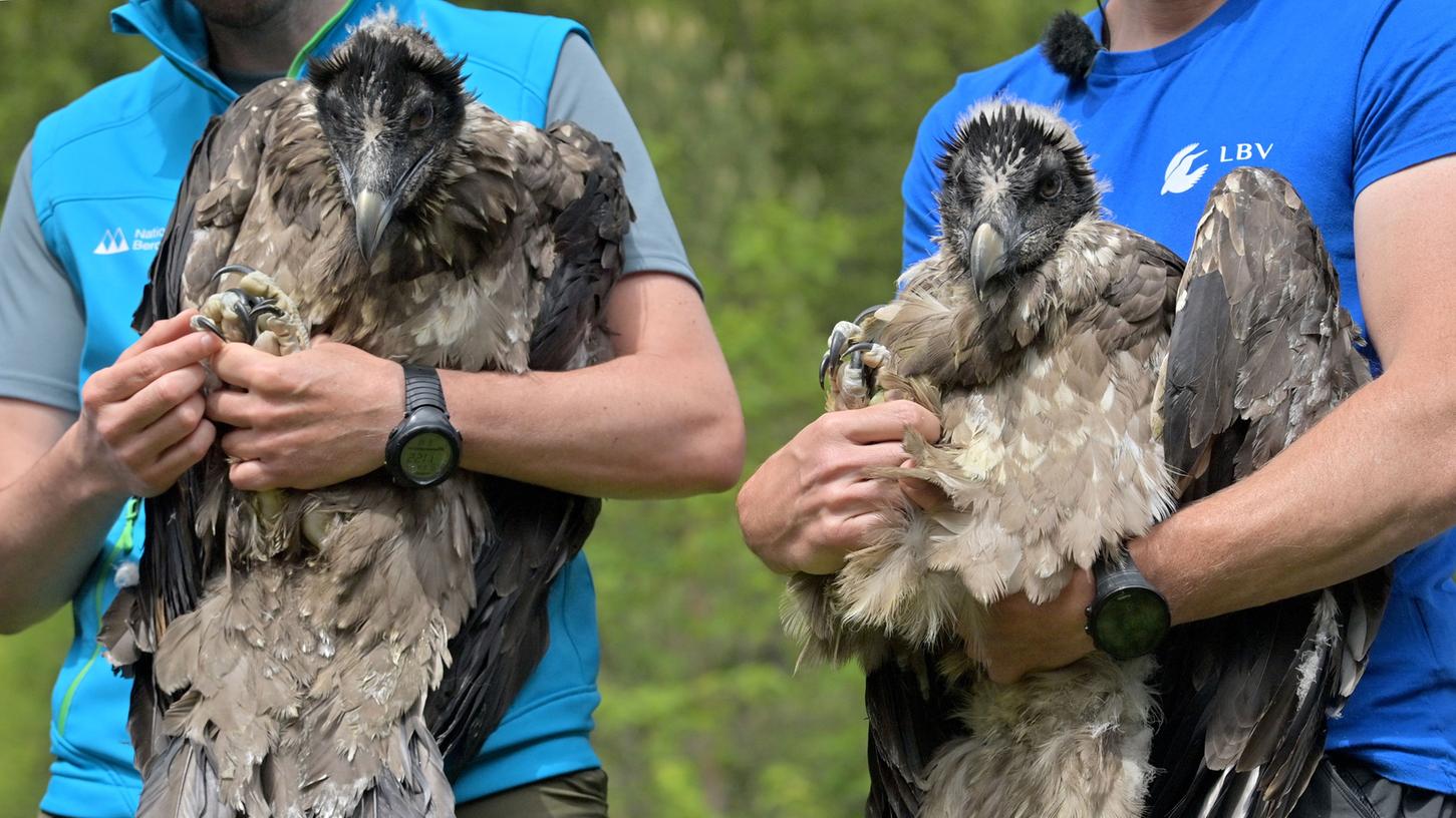Im Juli wurden nach über 100 Jahren erstmals wieder zwei Bartgeier in Deutschland ausgewildert. Bartgeier sind als Greifvögel besonders durch mit Blei belastete Nahrung gefährdet.