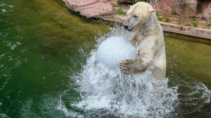 Der Ball "rollt" auch im Tiergarten: Eisbär "Nanuq" im Aquapark beim Badespaß mit dem neuen Spielzeug.