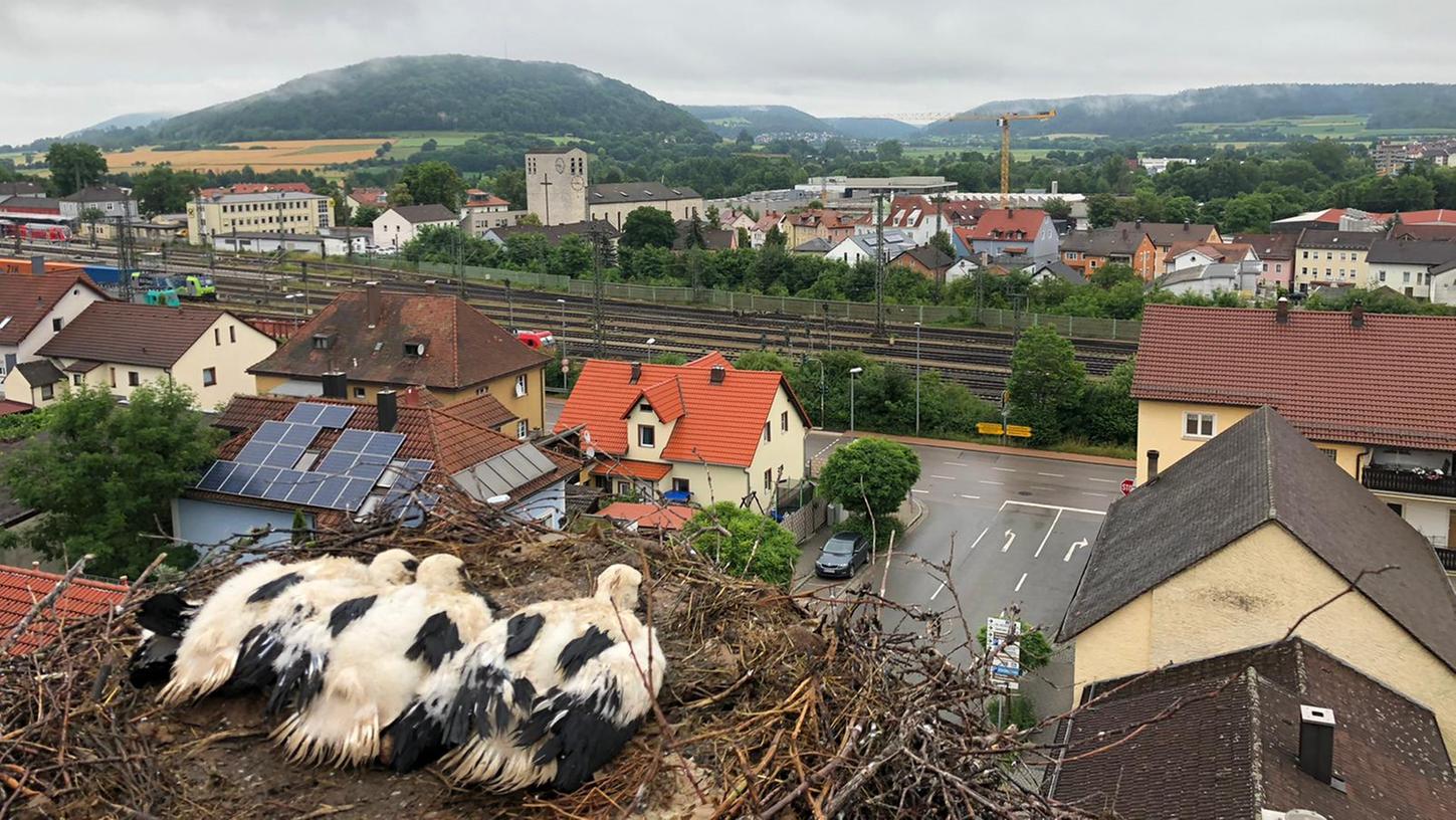 Die Aussicht der Störche: Dreimal hat das Paar Nachwuchs bekommen. Bald werden die Kleinen ausfliegen.
Die Aussicht der Störche: Dreimal hat das Paar Nachwuchs bekommen. Bald werden die Kleinen ausfliegen.