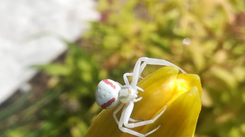 Ein EM-Statement? Die Krabbenspinne könnte sich mit ihrem weiß-roten Ornat als Fan der englischen Fußballmannschaft präsentieren. In ihrem Garten hat Leserin Christa Rupp aus Berngau das auffällige Tier entdeckt.