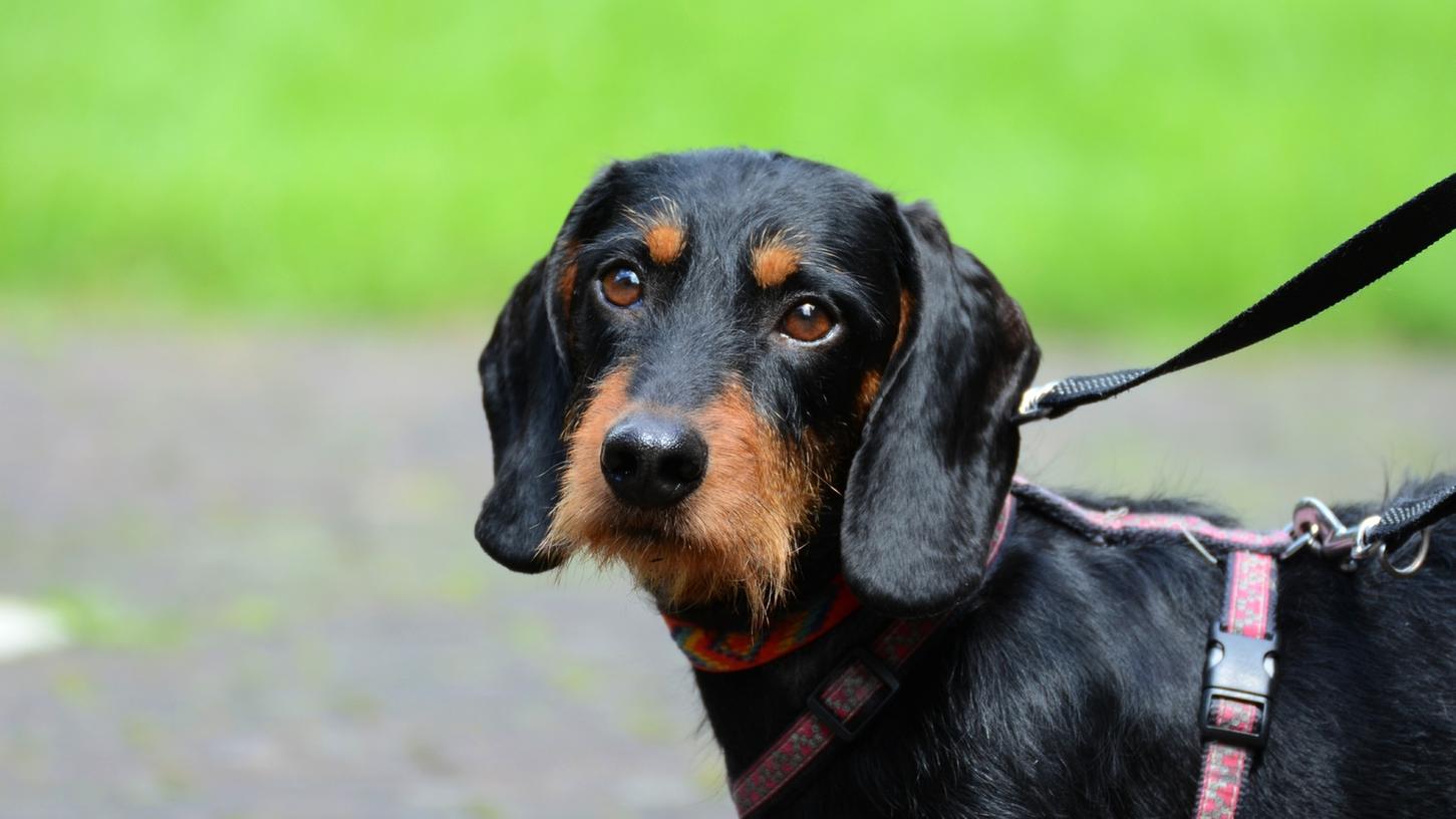 Hund, nicht gerade fröhlich: online.