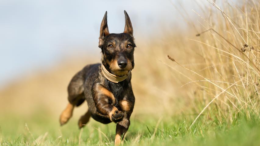 Hund, vor Freude kaum zu bremsen: offline.