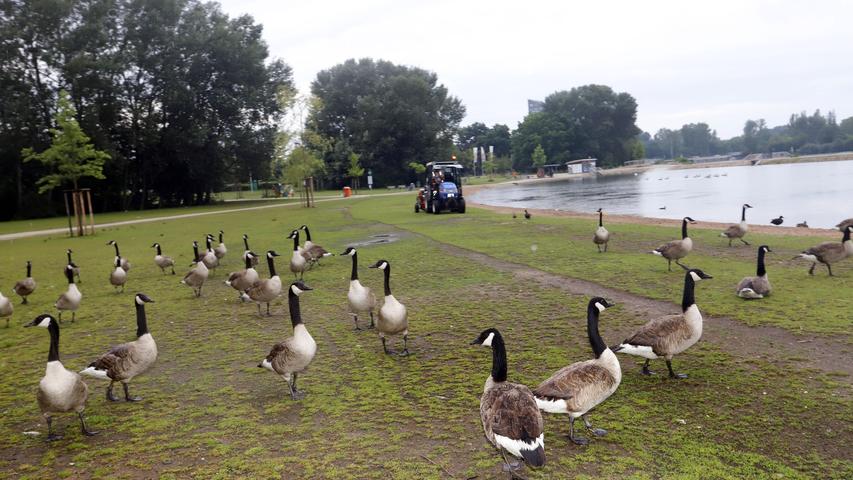 Nach Angaben der Stadt leben am Wöhrder See inzwischen 180 wilde Gänse. 