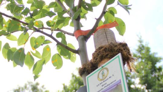 Auf der Streuobstwiese am Gauchsbach wachsen alte Obstbaumsorten wie Apfelquitte, Doppelte Phillipsbirne oder Büttners Rote Knorpelkirsche. Sie sollen nun auch in bis zu 100 Feuchter Gärten wieder heimisch werden. Auf der Streuobstwiese am Gauchsbach wachsen alte Obstbaumsorten wie Apfelquitte, Doppelte Phillipsbirne oder Büttners Rote Knorpelkirsche. Sie sollen nun auch in bis zu 100 Feuchter Gärten wieder heimisch werden.
