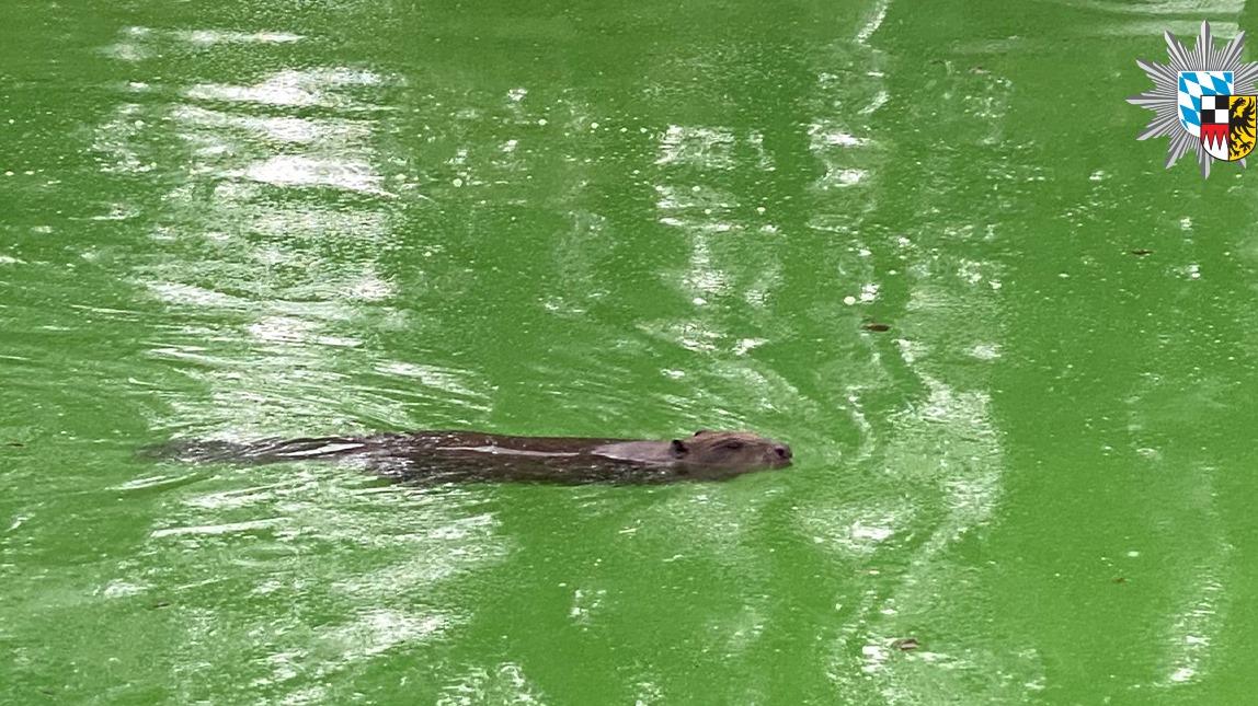 Der Biber schwamm im Becken.
Der Biber schwamm im Becken.