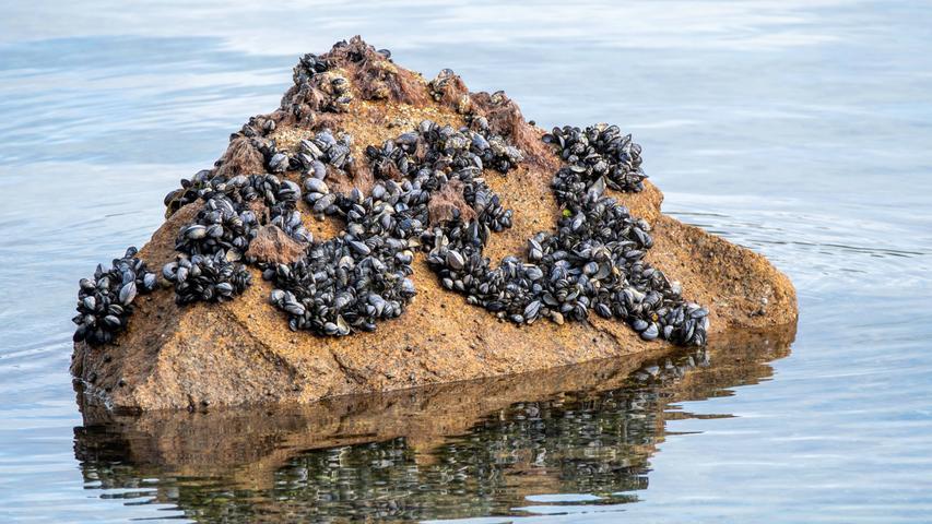 Video zeigt dramatische Folgen der Kanada-Rekordhitze: Muscheln kochen im Meer zu Tode