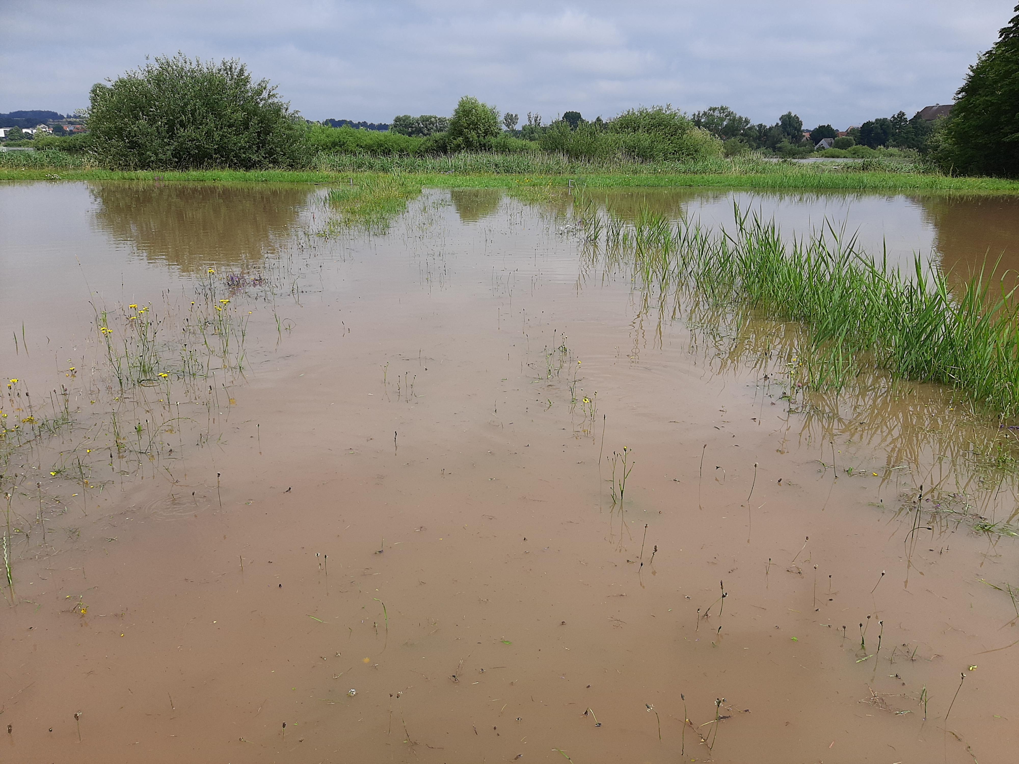 ... am Samstag. Die Fische konnten munter hin und her wechseln, was die Studienarbeiten nun erschweren könnte. 