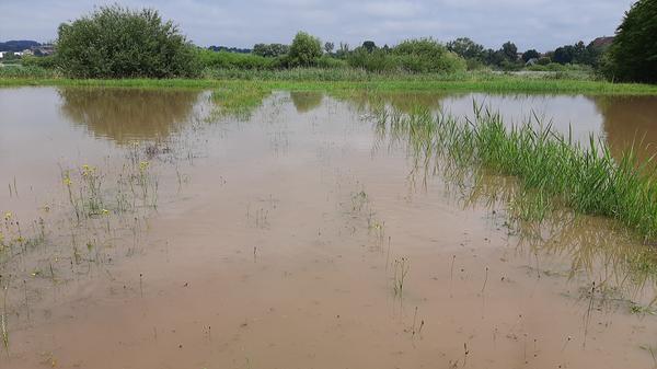 ... am Samstag. Die Fische konnten munter hin und her wechseln, was die Studienarbeiten nun erschweren könnte.
