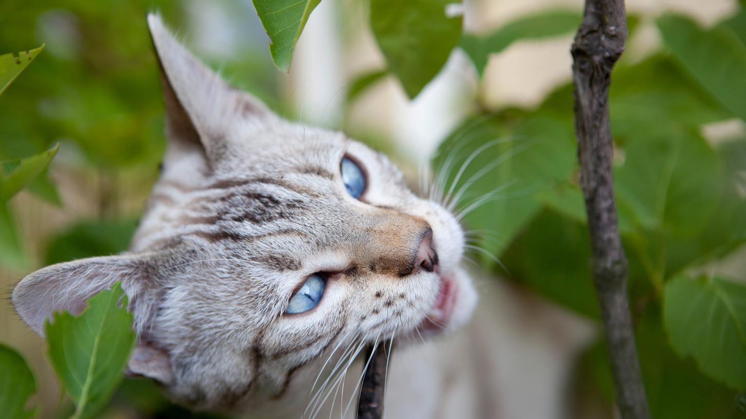 Wer Katzen hat, sollte besser keine Insektizide auf Pflanzen versprühen: Diese können für schwere Vergiftungen sorgen.
