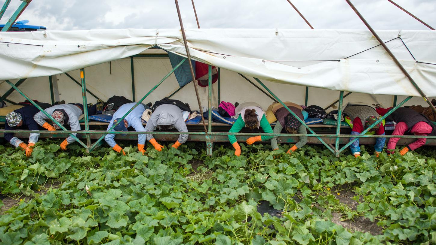 Auch in Nürnberg werden Arbeiter aus osteuropäischen Ländern unterstützt, gerechte Löhne und Arbeitsbedingungen durchzusetzen. Allerdings ist die Dunkelziffer der Fälle und Menschen hoch, die sich keine Unterstützung holen und sich aus Angst vor Konsequenzen weiter ausbeuten lassen. Das Bild zeigt rumänische Erntehelfer beim Pflücken von Einlegegurken in Brandenburg.  