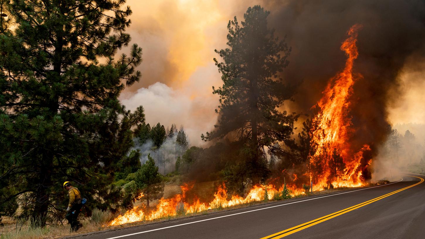 Das Sugar Fire zerstört die Vegetation im Plumas National Forest (Kalifornien).
