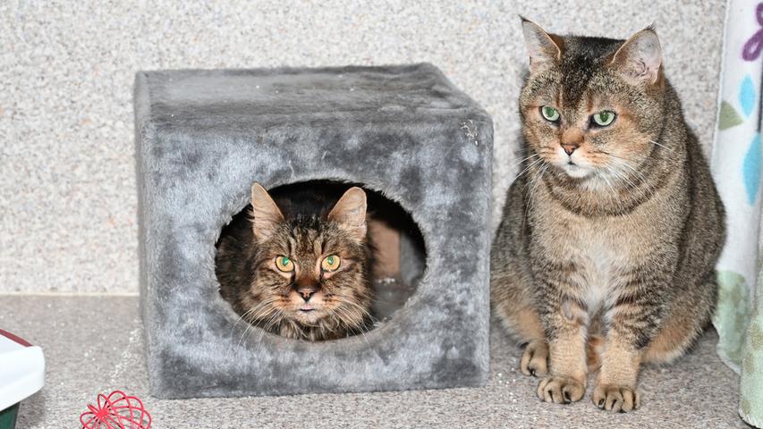 Die beiden Katzensenioren „Norman“ und „Lillemor“ wurden im Tierheim Neumarkt abgegeben, weil ihre Besitzerin sie krankheitsbedingt nicht mehr versorgen konnte. „Norman“ ist ein Britisch Kurzhaar-Kater, er ist am 5. Juni 2011 geboren, und die sehr anhängliche und schmusebedürftige „Lillemor“ ist ein Norweger-Mix, sie ist am 27. April 2009 geboren. Gesucht wird also ein ruhiges, liebevolles, gemütliches, und vor allem gemeinsames Zuhause bei Menschen, die nicht den ganzen Tag außer Haus sind und die dem Katzenpaar noch einige schöne Jahre bescheren wollen. „Norman“ und „Lillemor“ haben bisher ländlich und sehr verkehrsberuhigt gewohnt. Sie hatten Freigang, wann immer sie das wollten, und so sollte es im neuen Zuhause auch wieder sein. An Kinder sind diese Katzen nicht gewöhnt, aber an Artgenossen und auch an einen katzenfreundlichen Hund. Um die Ausbreitung der Pandemie nicht zu fördern und um unsere Mitarbeiter und Besucher zu schützen, wurde das Tierheim Neumarkt komplett für Besucher, Gassigeher und Katzenstreichler geschlossen. Um den Tieren jedoch nicht die Chance auf ein neues Zuhause zu verbauen, finden Tiervermittlung und Beratung dennoch telefonisch beziehungsweise nach vorheriger Terminvereinbarung zwischen 14.30 und 17 Uhr unter Telefon (0 91 81) 2 28 62 statt. In Notfällen und im Falle von Fundtieren ist das Tierheim ebenfalls unter dieser Telefonnummer erreichbar. Hier geht es zur Internet-Seite des Tierheims
Die beiden Katzensenioren „Norman“ und „Lillemor“ wurden im Tierheim Neumarkt abgegeben, weil ihre Besitzerin sie krankheitsbedingt nicht mehr versorgen konnte. „Norman“ ist ein Britisch Kurzhaar-Kater, er ist am 5. Juni 2011 geboren, und die sehr anhängliche und schmusebedürftige „Lillemor“ ist ein Norweger-Mix, sie ist am 27. April 2009 geboren. Gesucht wird also ein ruhiges, liebevolles, gemütliches, und vor allem gemeinsames Zuhause bei Menschen, die nicht den ganzen Tag außer Haus sind und die dem Katzenpaar noch einige schöne Jahre bescheren wollen. „Norman“ und „Lillemor“ haben bisher ländlich und sehr verkehrsberuhigt gewohnt. Sie hatten Freigang, wann immer sie das wollten, und so sollte es im neuen Zuhause auch wieder sein. An Kinder sind diese Katzen nicht gewöhnt, aber an Artgenossen und auch an einen katzenfreundlichen Hund. Um die Ausbreitung der Pandemie nicht zu fördern und um unsere Mitarbeiter und Besucher zu schützen, wurde das Tierheim Neumarkt komplett für Besucher, Gassigeher und Katzenstreichler geschlossen. Um den Tieren jedoch nicht die Chance auf ein neues Zuhause zu verbauen, finden Tiervermittlung und Beratung dennoch telefonisch beziehungsweise nach vorheriger Terminvereinbarung zwischen 14.30 und 17 Uhr unter Telefon (0 91 81) 2 28 62 statt. In Notfällen und im Falle von Fundtieren ist das Tierheim ebenfalls unter dieser Telefonnummer erreichbar. Hier geht es zur Internet-Seite des Tierheims