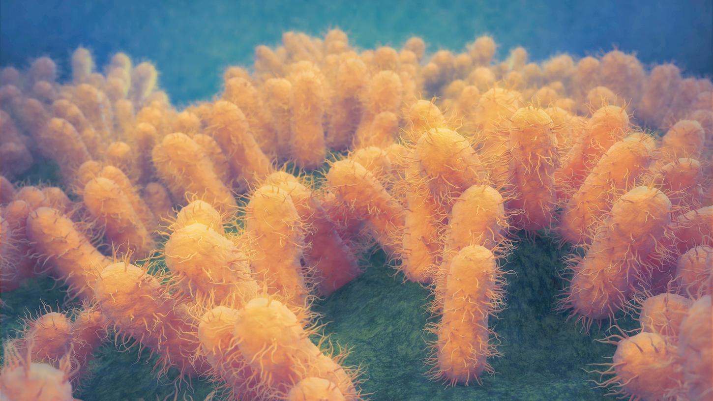 Escherichia coli, kurz E. coli, ist ein weit verbreitetes Darmbakterium und findet sich in Fäkalien. 