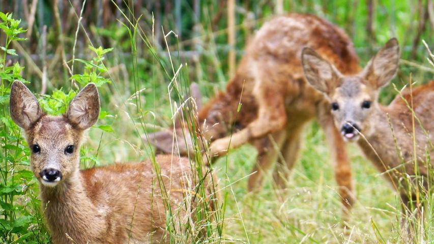 So sieht es derzeit im kleinen Garten von Simone Schmidt in Bechhofen bei Abenberg aus.
So sieht es derzeit im kleinen Garten von Simone Schmidt in Bechhofen bei Abenberg aus.