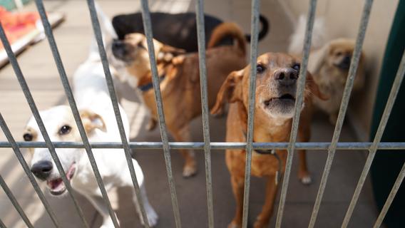 Die ersten "Corona-Hunde" landen im Nürnberger Tierheim