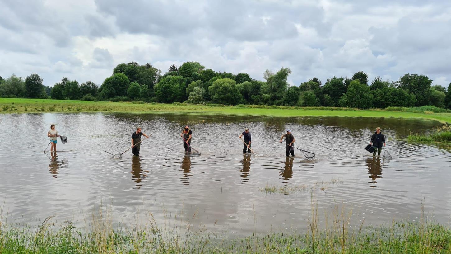 Mehr als 7000 Weiher gibt es im Aischgrund und rund 1200 Teichwirte. Wassermassen machen den Karpfen nicht viel aus, sie sind es gewohnt, sich gegen den Strom zu stellen.