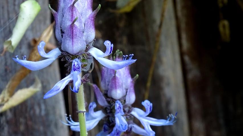 Verpiss-Dich-Pflanze: Diese Blume hat eine erstaunliche Wirkung im Garten