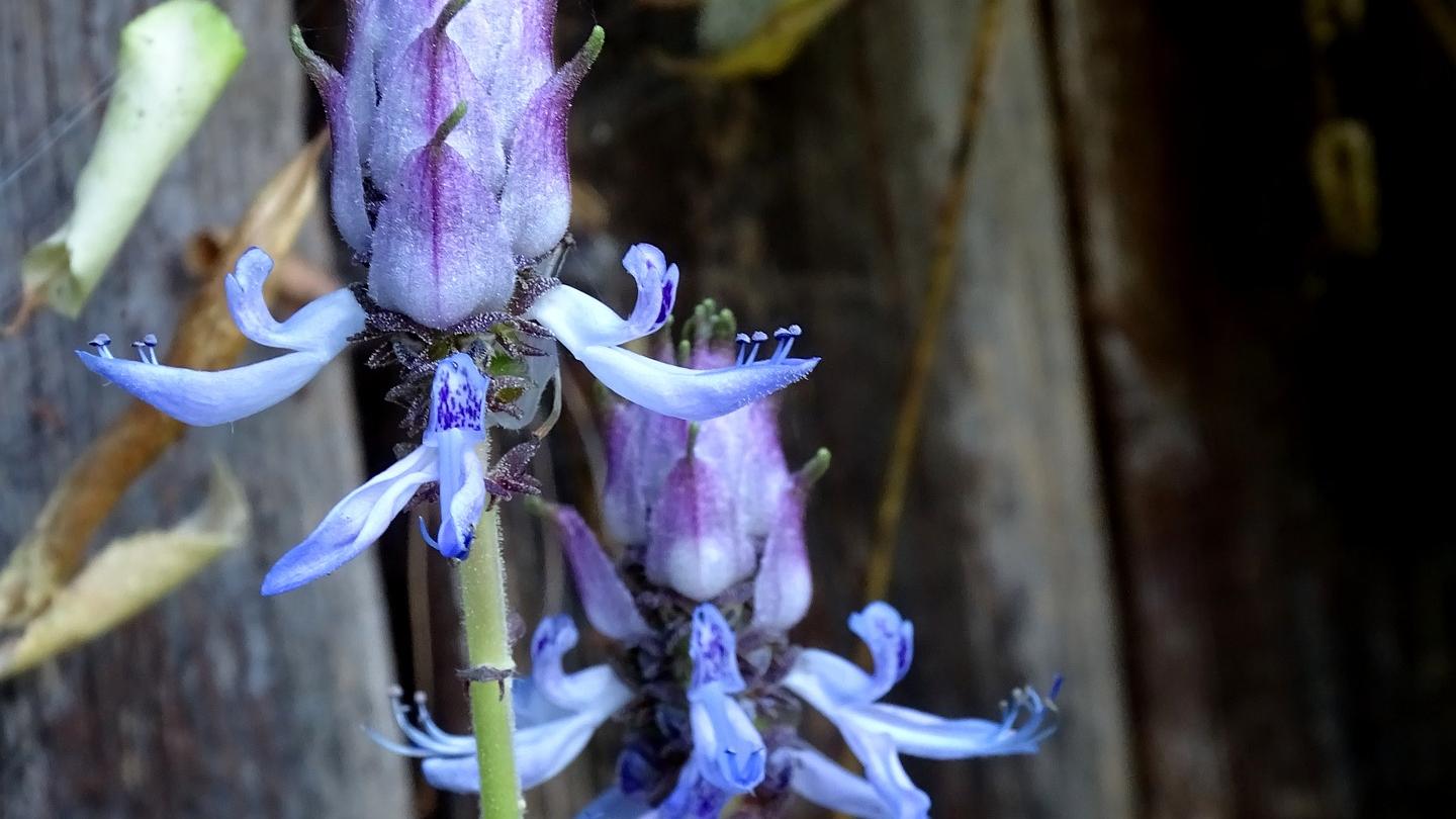Die Verpiss-dich-Pflanze hat auffällig geformte, blau-violette Blüten. Die Verpiss-dich-Pflanze hat auffällig geformte, blau-violette Blüten.