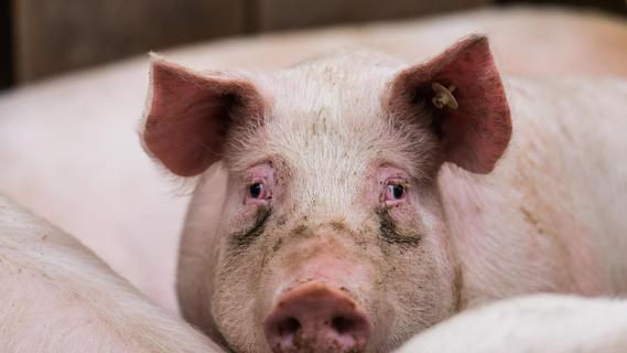 Afrikanische Schweinepest infiziert erstmals Hausschweine