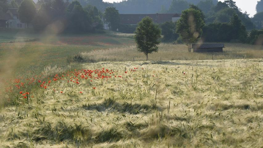 Ein Getreidefeld im Morgentau in der Nähe von Bronn (bei Pegnitz). 