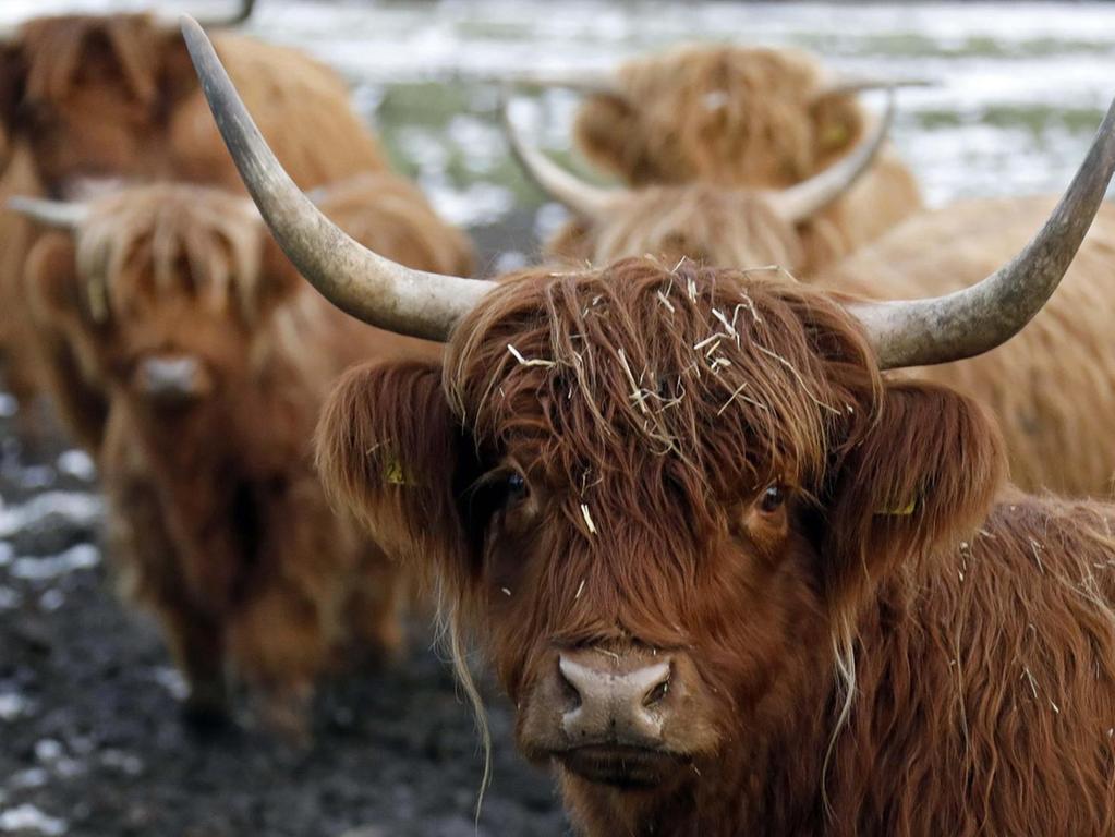 Fescher Haarschnitt: Nicht jeder Schotte hat einen freien Blick. Die zotteligen Haare und die spitz zulaufenden Hörner sind das Markenzeichen einer besonderen Rinderrasse.