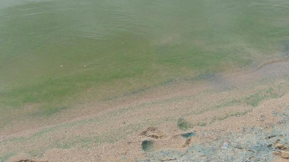 Fränkisches Seenland: Die Blaualgen sind wieder da