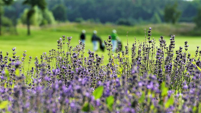 Auf dem Golfplatz in Herzogenaurach sieht man nicht nur gemähtes Grün, sondern auch viele Wildblumen. Diese natürlichen Elemente gehören mittlerweile zum Konzept der Anlage.
Auf dem Golfplatz in Herzogenaurach sieht man nicht nur gemähtes Grün, sondern auch viele Wildblumen. Diese natürlichen Elemente gehören mittlerweile zum Konzept der Anlage.