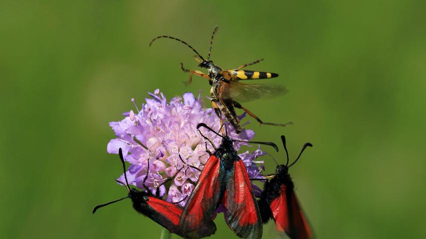 Andrang beim Nektarschlürfen. Auf der Blüte der Wiesen-Witwenblume wird es dem Gefleckten Schmalbock-Käfer wegen des Andranges durch die drei Thymianwidderchen-Schmetterlinge zu eng und er sucht das Weite.