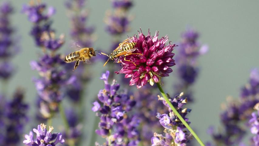 Dieser Kampf um den besten Platz für den Nektartrank ging zunächst zugunsten der Wespe aus. Später saßen Biene und Wespe dann doch vereint jede auf ihrer Seite auf der Lauchblüte…