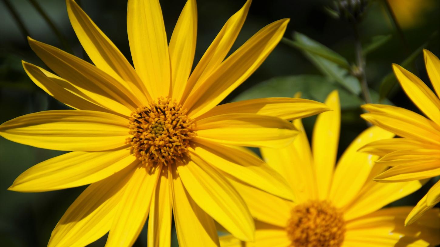 Diese Pflanze ist ein echter Überlebenskünstler im Garten.
Diese Pflanze ist ein echter Überlebenskünstler im Garten.