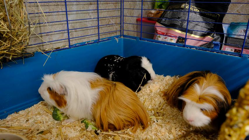 Auch die drei Meerschweinchen-Buben sind zutraulich und absolut nicht menschenscheu. „Schorschi“, „Herr Nilson“ und „Lenny“ wurden wegen Allergie im Tierheim abgegeben und die drei sind jetzt auf der Suche nach einem neuen, passenden Zuhause. Die Meerschweinchen-Buben sind knapp 3 Jahre alt und sie sind nicht kastriert. Sie verstehen sich aber trotzdem sehr gut und es ist eine harmonische, kleine Gruppe, an der man viel Freude haben kann, nicht nur, weil diese Meerschweinchen ausgesprochen hübsch sind, sondern weil sie es auch dank einer vorherigen, sehr liebevollen Haltung zulassen, sie aus der Nähe zu beobachten. Für größere, schon vernünftige und ruhige Kinder ab etwa 10 Jahre ist diese kleine Meerschweinchen-Gruppe durchaus geeignet.
Um den Tieren jedoch nicht die Chance auf ein neues Zuhause zu verbauen, finden Tiervermittlung und Beratung dennoch telefonisch beziehungsweise nach vorheriger Terminvereinbarung zwischen 14.30 und 17 Uhr unter Telefon (0 91 81) 2 28 62 statt. In Notfällen und im Falle von Fundtieren ist das Tierheim ebenfalls unter dieser Telefonnummer erreichbar. Hier geht es zur Internet-Seite des Tierheims.
Auch die drei Meerschweinchen-Buben sind zutraulich und absolut nicht menschenscheu. „Schorschi“, „Herr Nilson“ und „Lenny“ wurden wegen Allergie im Tierheim abgegeben und die drei sind jetzt auf der Suche nach einem neuen, passenden Zuhause. Die Meerschweinchen-Buben sind knapp 3 Jahre alt und sie sind nicht kastriert. Sie verstehen sich aber trotzdem sehr gut und es ist eine harmonische, kleine Gruppe, an der man viel Freude haben kann, nicht nur, weil diese Meerschweinchen ausgesprochen hübsch sind, sondern weil sie es auch dank einer vorherigen, sehr liebevollen Haltung zulassen, sie aus der Nähe zu beobachten. Für größere, schon vernünftige und ruhige Kinder ab etwa 10 Jahre ist diese kleine Meerschweinchen-Gruppe durchaus geeignet.
Um den Tieren jedoch nicht die Chance auf ein neues Zuhause zu verbauen, finden Tiervermittlung und Beratung dennoch telefonisch beziehungsweise nach vorheriger Terminvereinbarung zwischen 14.30 und 17 Uhr unter Telefon (0 91 81) 2 28 62 statt. In Notfällen und im Falle von Fundtieren ist das Tierheim ebenfalls unter dieser Telefonnummer erreichbar. Hier geht es zur Internet-Seite des Tierheims.