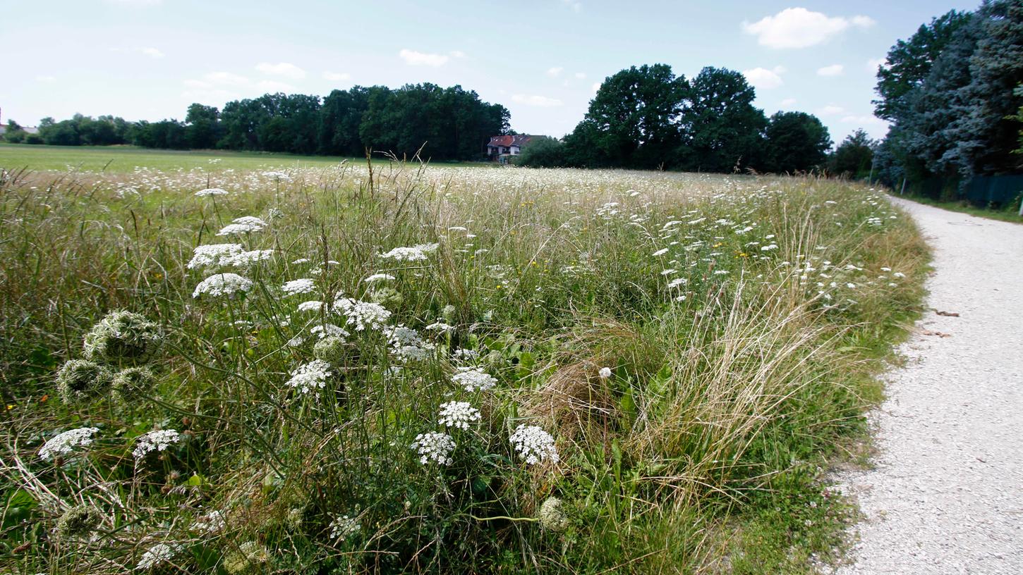 Auf dieser Wiese im Süden Kersbachs, östlich der Pfarrgarten-Siedlung, ist das Regenrückhaltebecken geplant. Der Baubeginn ist allerdings weiterhin unklar.