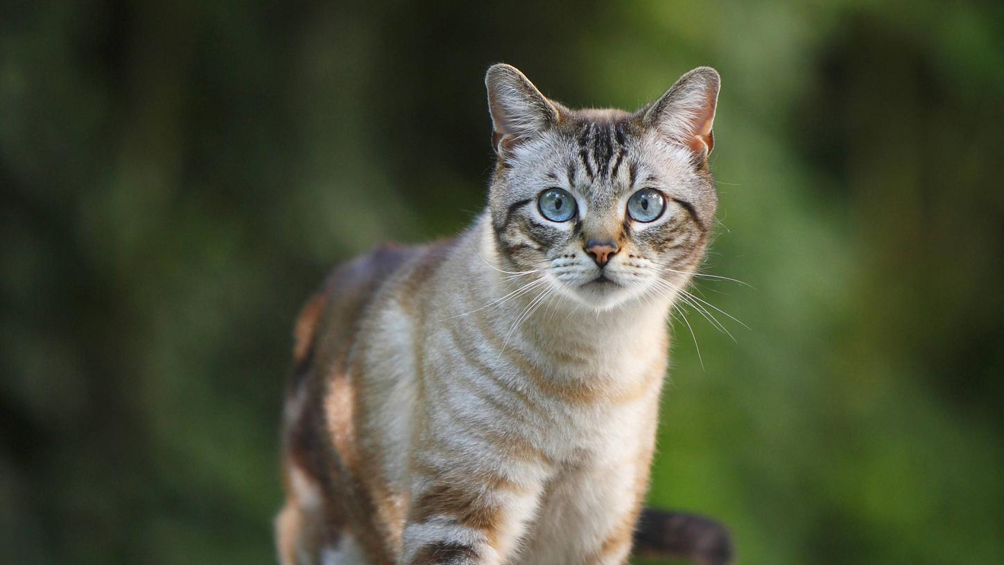 Unbekannte haben in Schwaben einen Kater an einen Zaun aufgehängt. Der Tierarzt konnte nichts mehr für ihn tun. (Symbolbild)
Unbekannte haben in Schwaben einen Kater an einen Zaun aufgehängt. Der Tierarzt konnte nichts mehr für ihn tun. (Symbolbild)