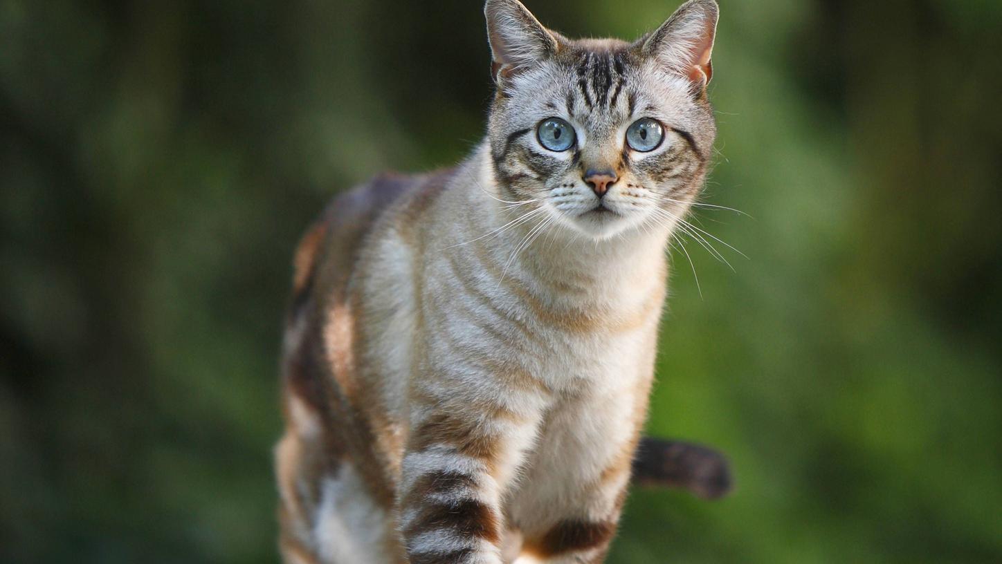 Unbekannte haben in Schwaben einen Kater an einen Zaun aufgehängt. Der Tierarzt konnte nichts mehr für ihn tun. (Symbolbild)