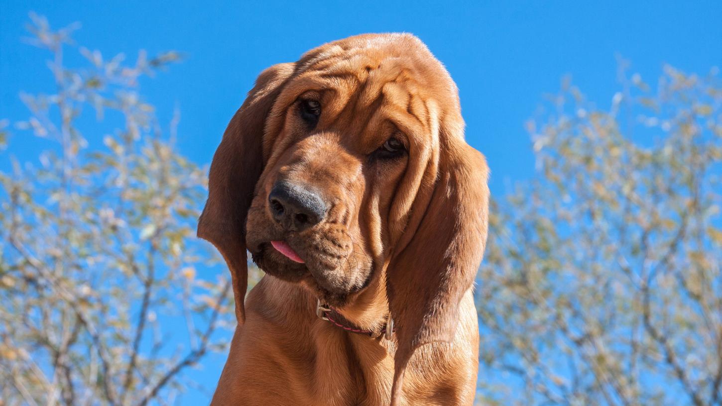 Der Bloodhound ist ein ausgezeichneter Spürhund.