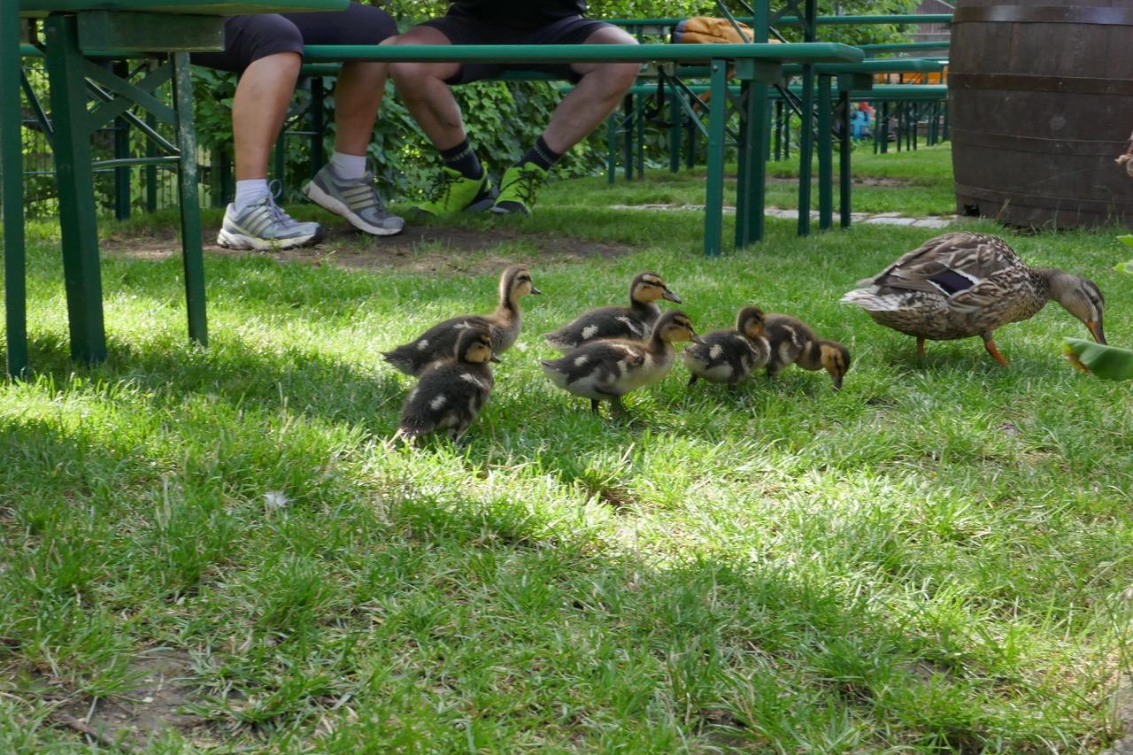 Martin Landeck aus Pretzfeld hat nicht nur in seinem Garten, sondern auch im Wiesentgarten in Ebermannstadt tierischen Nachwuchs eingefangen: Kücken. Dort hat eine Ente ihren Nachwuchs zwischen den Bierbänken ausgeführt.   
