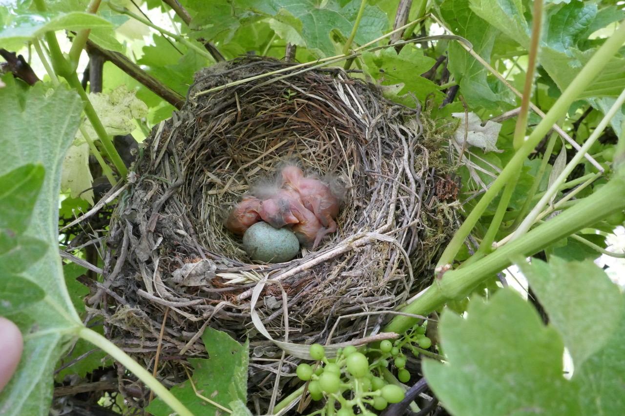 Martin Landeck aus Pretzfeld hat ein Amselnest in seinem Garten entdeckt und freut sich über den tierischen Nachwuchs. Er schreibt: "Die Amsel war kurz zuvor aus dem Nest geflogen. So wusste ich, dass ich nicht störe, wenn ich einen Blick in das Nest werfe." 