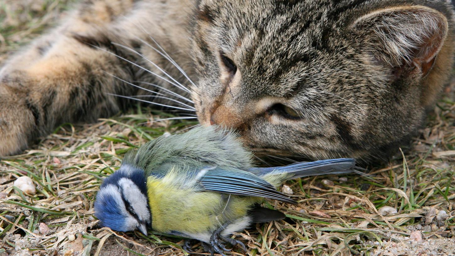 Jagen, spielen, töten - das ist leider die andere Seite der Hauskatzen, die frei laufen dürfen.