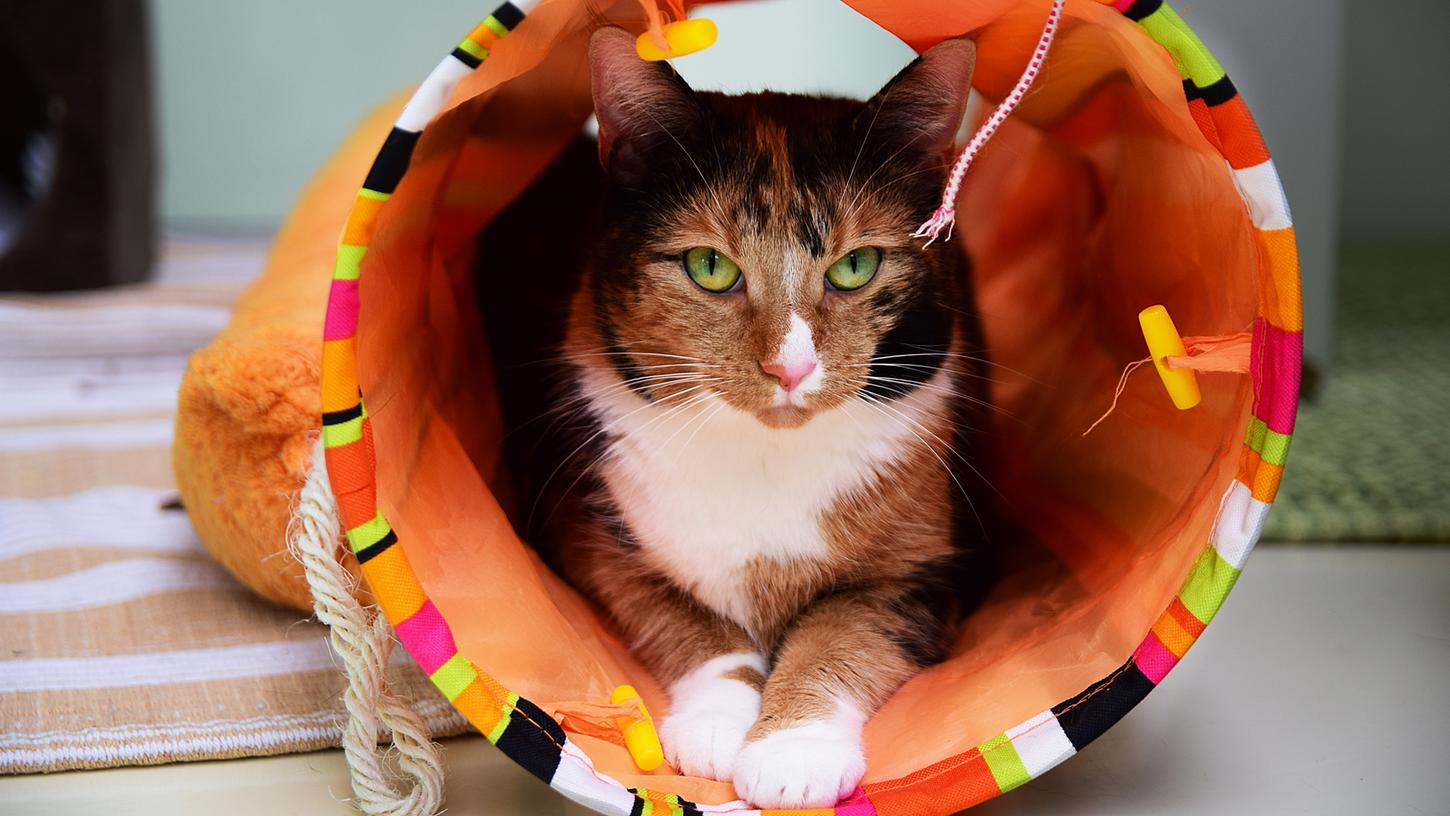 Freilaufenden Katzen Glöckchen umzubinden, hat sich als wenig effektiv erwiesen
Freilaufenden Katzen Glöckchen umzubinden, hat sich als wenig effektiv erwiesen