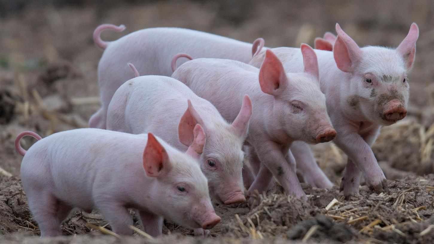 So gut haben es die meisten Schweine nicht: Diese Tiere wachsen unter ökologischen Bedingungen in Freilandhaltung auf.