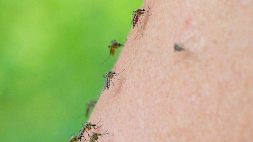 Windsfeld: Bürger leiden unter Stechmückenplage