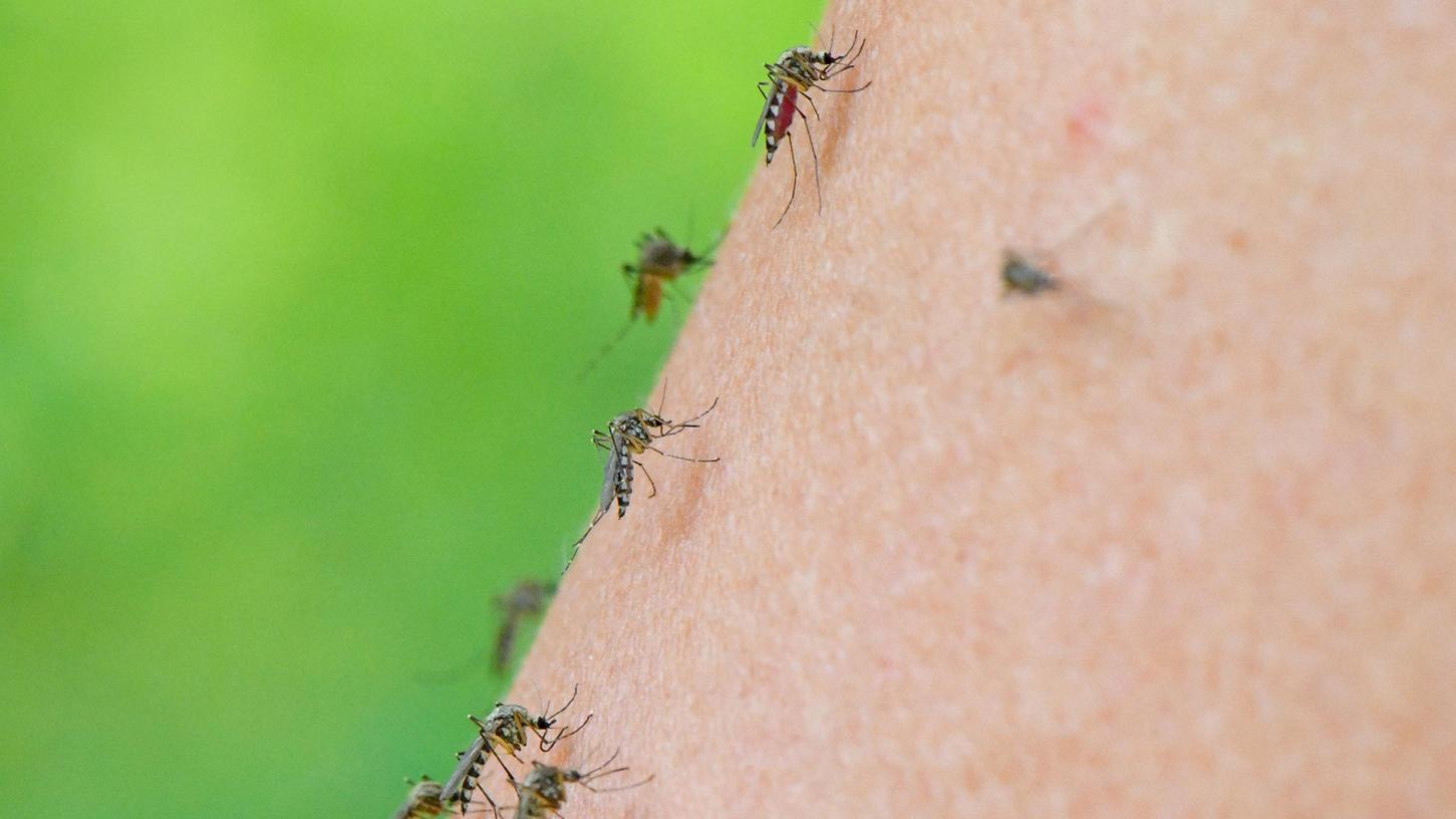Wenn die Stechmücken  massenweise über die Menschen herfallen, wie es jetzt nicht nur die Windsfelder erleben, dann wird das Nervenköstum dünner.