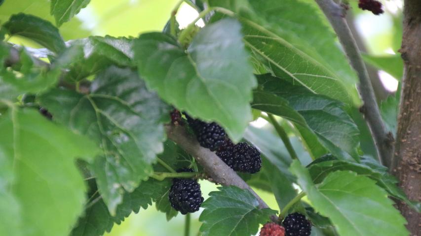 Nicht nur die Früchte schmecken, auch die Blätter der Maulbeere sind lecker.