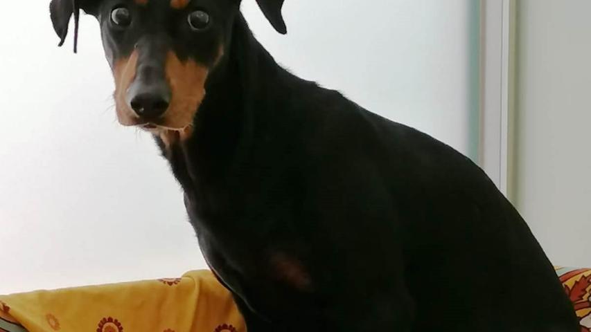 Die sechs Jahre alte deutsche Pinscher-Hündin Frieda hat in ihrem Leben bislang nur eine Aufgabe gehabt: Welpen bekommen. Sie ist eine sogenannte Vermehrhündin. Als sie nun nicht mehr hat decken lassen, wurde sie einfach aussortiert. Wie schlimm ihre Vergangenheit war, zeigt sich daran, dass Frieda nie Gassi gewesen ist und wenig Kontakt mit Menschen hatte. Deshalb ist sie jetzt sehr unsicher – aber nicht böse. Sie braucht viel Geduld und Zeit. Sie liebt andere Hunde, deshalb ist ein Zweithund hier eine Bedingung. Ebenso wie ein Garten. Denn auch den benötigt Friede. Sie wird in den ersten Wochen nicht spazieren gehen. Trotzdem benötigt sie den Freiraum draußen, um sich zu lösen und zur Ruhe zu kommen. Frieda mag Katzen und auch größere Kinder, die ihr Zeit lassen. Sie muss allerdings kastriert werden. Vor allem aber braucht Frieda nun ein Zuhause „und zwar für immer“, sagt das Tierheim. Bei geduldigen Menschen, die schon einen Hund besitzen und die ihr zeigen, wie schön ein Hundeleben sein kann.
Mehr Informationen gibt es beim Tierheim Nürnberg, Stadenstraße 90, 90491 Nürnberg, Telefon (0911) 919890.
Die sechs Jahre alte deutsche Pinscher-Hündin Frieda hat in ihrem Leben bislang nur eine Aufgabe gehabt: Welpen bekommen. Sie ist eine sogenannte Vermehrhündin. Als sie nun nicht mehr hat decken lassen, wurde sie einfach aussortiert. Wie schlimm ihre Vergangenheit war, zeigt sich daran, dass Frieda nie Gassi gewesen ist und wenig Kontakt mit Menschen hatte. Deshalb ist sie jetzt sehr unsicher – aber nicht böse. Sie braucht viel Geduld und Zeit. Sie liebt andere Hunde, deshalb ist ein Zweithund hier eine Bedingung. Ebenso wie ein Garten. Denn auch den benötigt Friede. Sie wird in den ersten Wochen nicht spazieren gehen. Trotzdem benötigt sie den Freiraum draußen, um sich zu lösen und zur Ruhe zu kommen. Frieda mag Katzen und auch größere Kinder, die ihr Zeit lassen. Sie muss allerdings kastriert werden. Vor allem aber braucht Frieda nun ein Zuhause „und zwar für immer“, sagt das Tierheim. Bei geduldigen Menschen, die schon einen Hund besitzen und die ihr zeigen, wie schön ein Hundeleben sein kann.
Mehr Informationen gibt es beim Tierheim Nürnberg, Stadenstraße 90, 90491 Nürnberg, Telefon (0911) 919890.