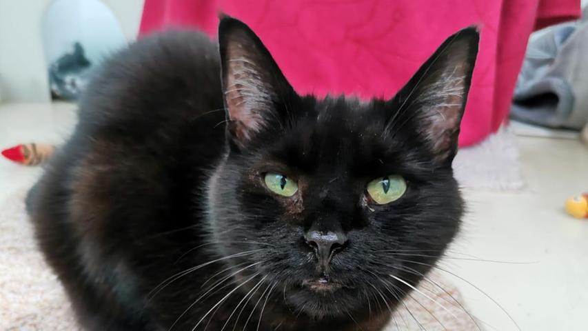 Suse kam ins Tierheim, weil der Besitzer plötzlich umziehen musste und hat sie einfach in der Wohnung zurückgelassen. Die 14 Jahre alte Europäische Kurzhaar-Katze ist sehr schüchtern und braucht eine lange Eingewöhnungszeit. Deshalb suchen wir ein Zuhause ohne Kinder und andere Tiere - bei Menschen mit viel Geduld und Verständnis. Suse, die schon seit März im Tierheim ist, kann als Wohnungskatze gehalten werden. Sie braucht Nierendiätfutter.
Mehr Informationen gibt es beim Tierheim Nürnberg, Stadenstraße 90, 90491 Nürnberg, Telefon (0911) 919890.
Suse kam ins Tierheim, weil der Besitzer plötzlich umziehen musste und hat sie einfach in der Wohnung zurückgelassen. Die 14 Jahre alte Europäische Kurzhaar-Katze ist sehr schüchtern und braucht eine lange Eingewöhnungszeit. Deshalb suchen wir ein Zuhause ohne Kinder und andere Tiere - bei Menschen mit viel Geduld und Verständnis. Suse, die schon seit März im Tierheim ist, kann als Wohnungskatze gehalten werden. Sie braucht Nierendiätfutter.
Mehr Informationen gibt es beim Tierheim Nürnberg, Stadenstraße 90, 90491 Nürnberg, Telefon (0911) 919890.