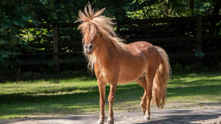 Mit dem richtigen Rhythmus klappt's auch mit der Frisur: Ein Pony im Nürnberger Tiergarten.